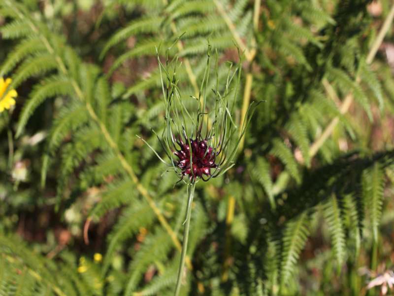 Allium vineale / Aglio delle vigne